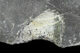 Unprepared Drotops Trilobite - About Long #106861-8